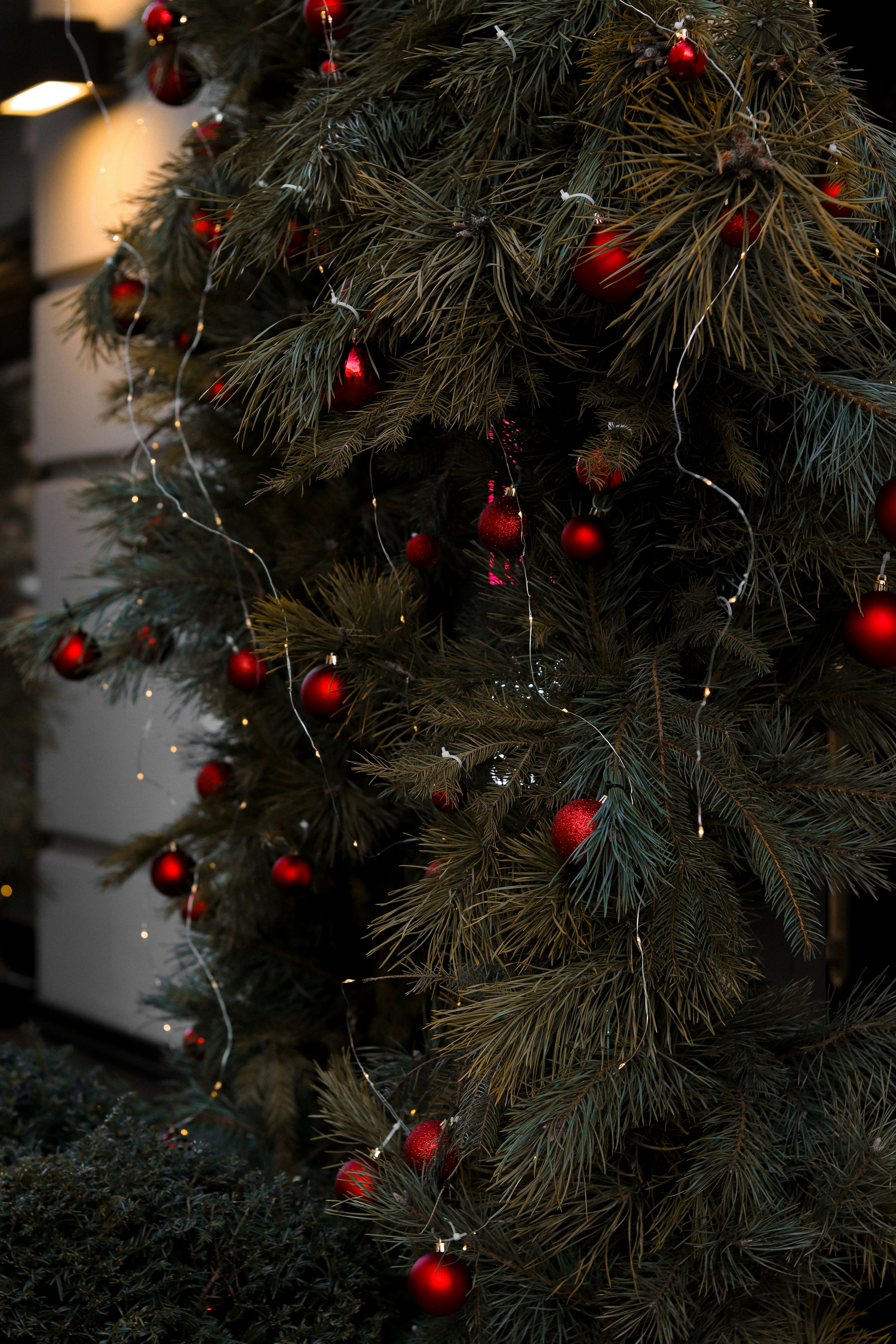 a close up of a christmas tree with red ornaments