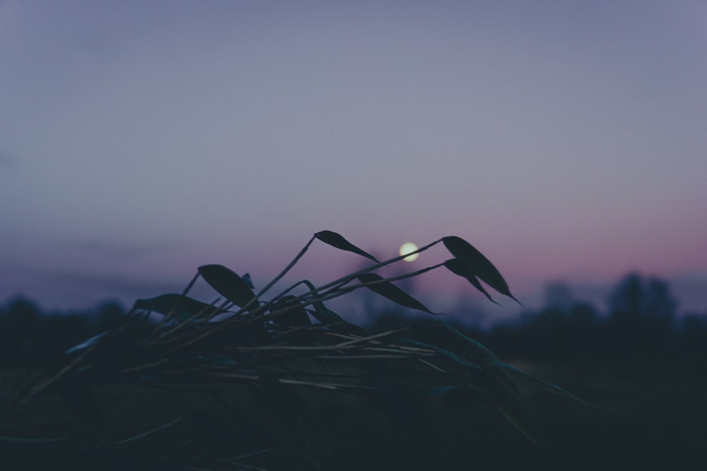 a bunch of plants that are sitting in the grass