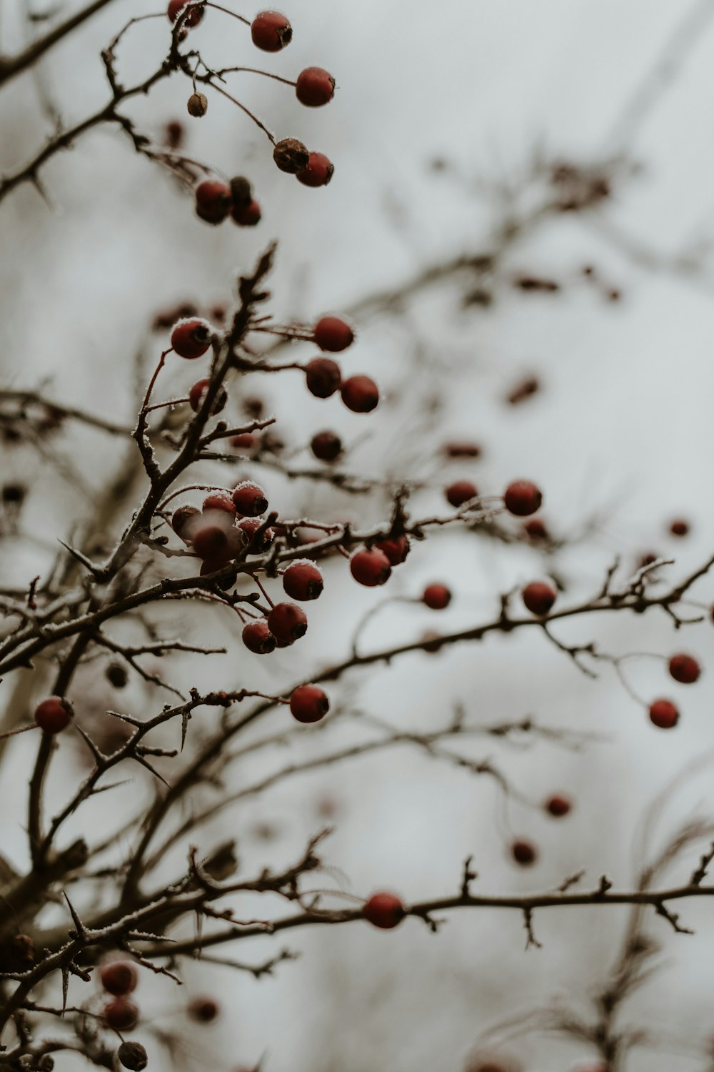 berries are growing on a tree in the winter