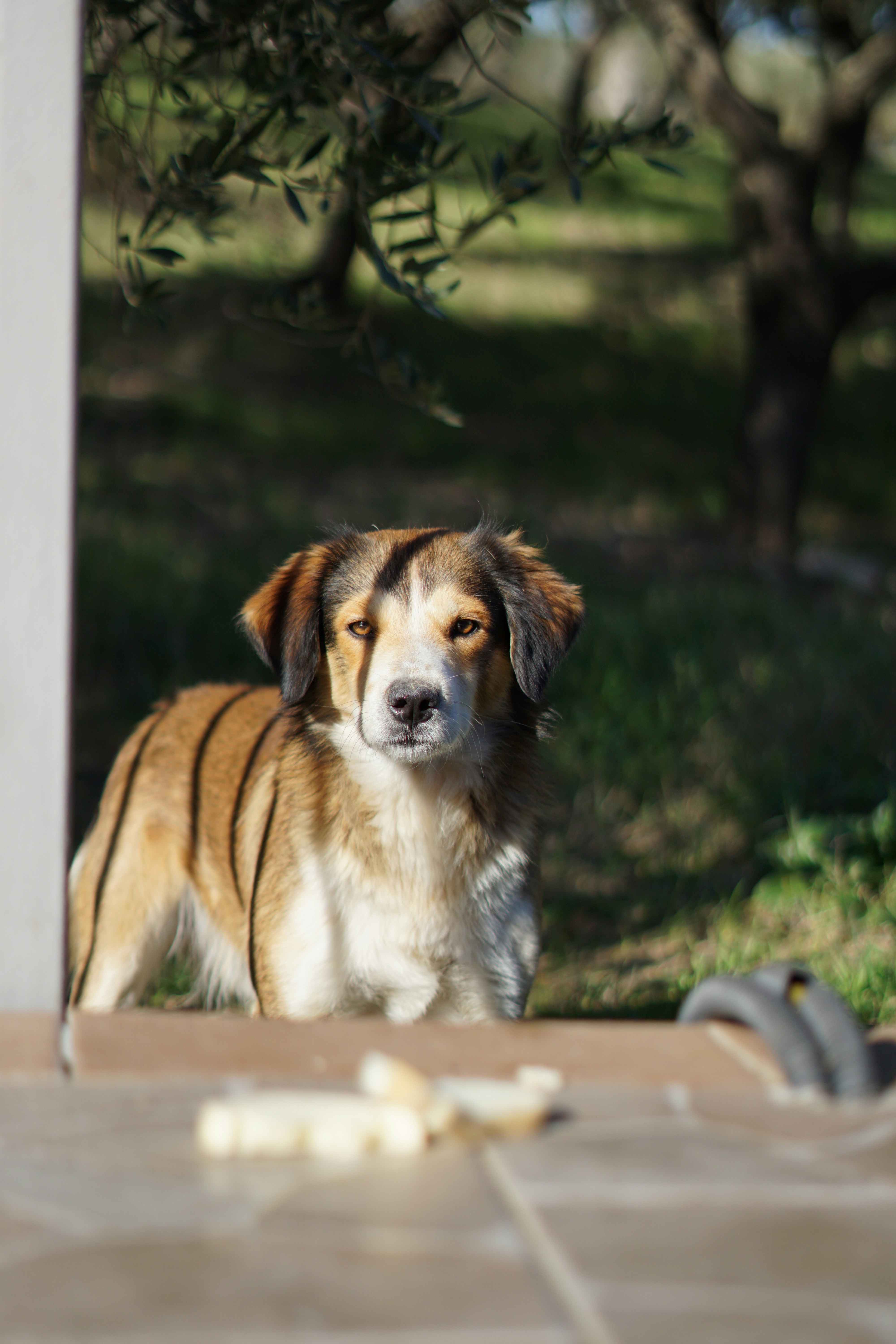 Photo by hardialsingh