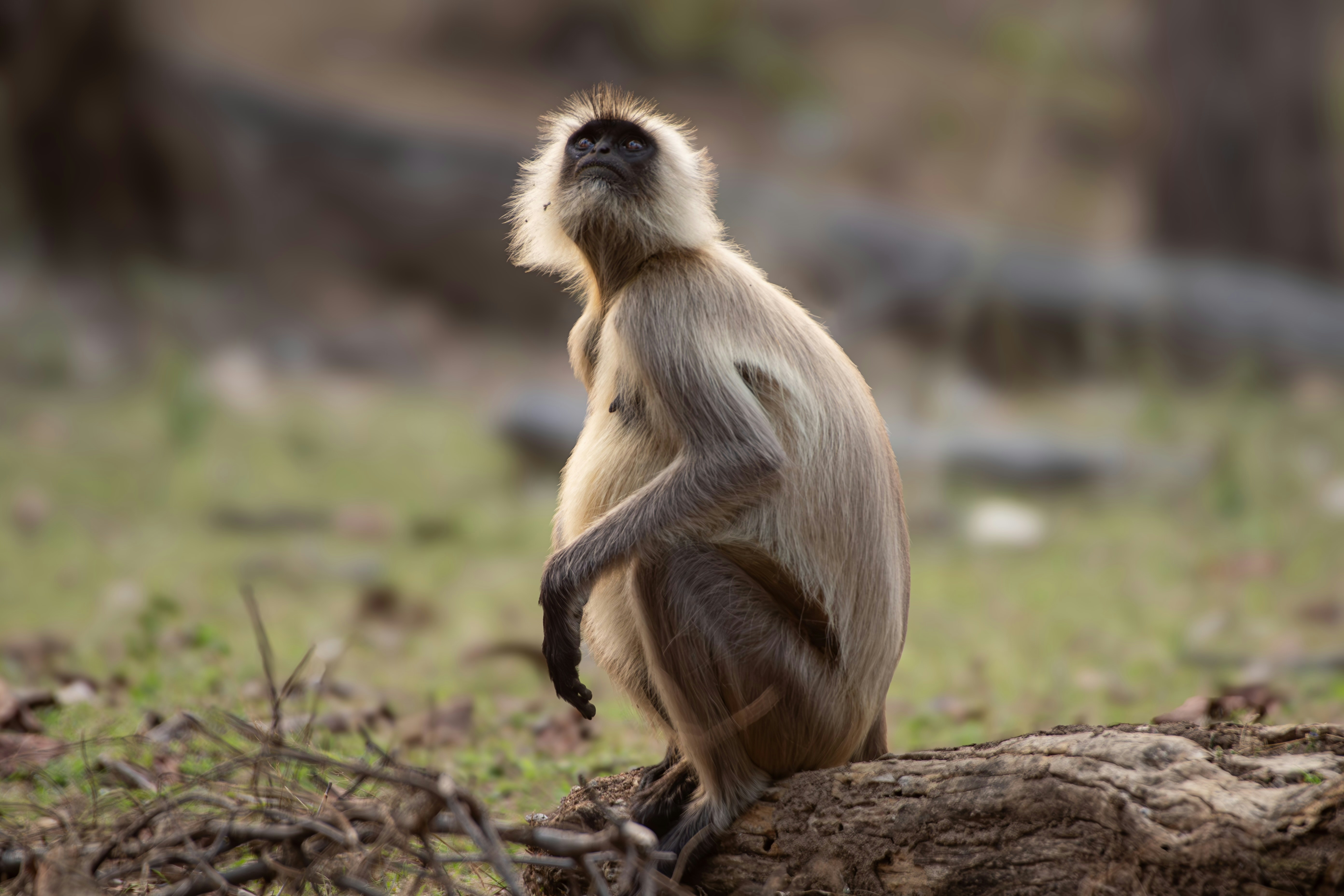 Photo by binnymanohar