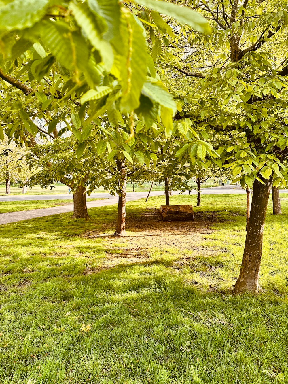 a grassy area with trees and a bench