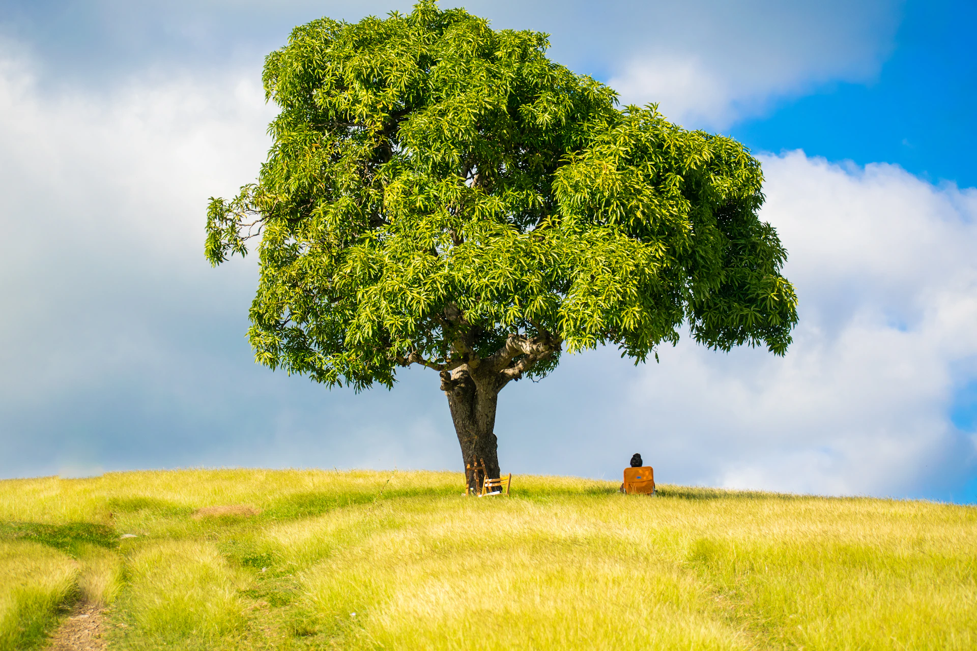 a person sitting under a tree on a hill
