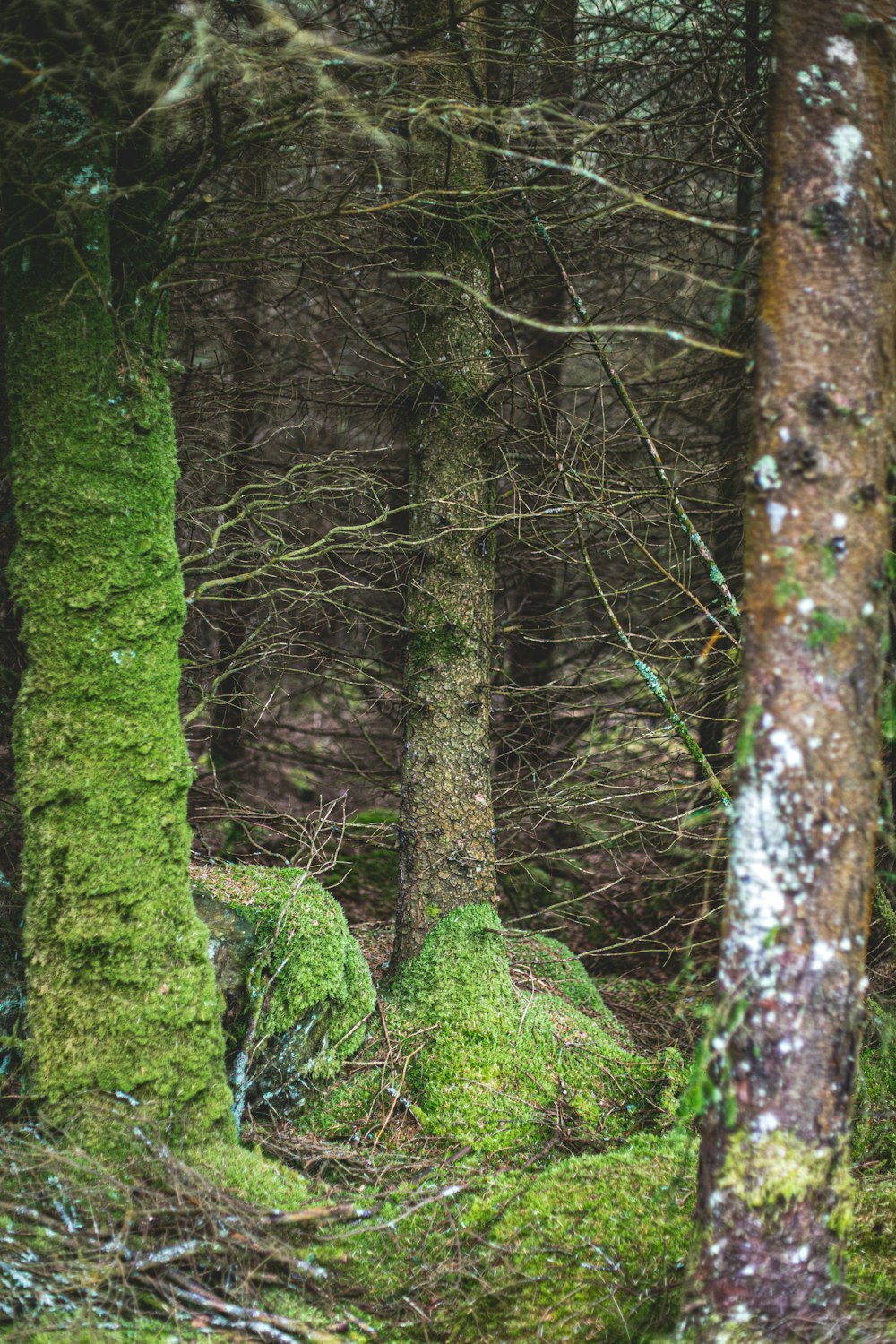 moss covered rocks in a forest with trees