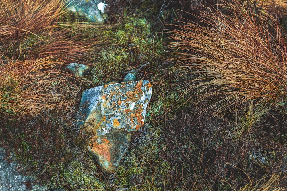 a rock surrounded by grass and rocks