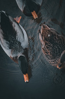 Three ducks swim together in dark water, their heads pointed downwards, creating gentle ripples around them. The ducks have vibrant orange beaks and predominantly dark feathers, with one displaying a pattern of lighter brown on its wings.
