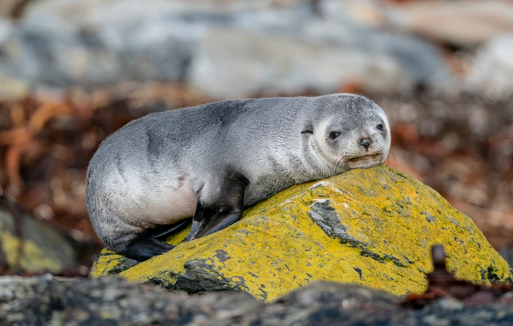 a seal sitting on top of a yellow rock