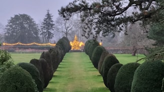 A neatly trimmed garden path flanked by rounded hedges leading to a Christmas tree decorated with yellow lights. The background features bare trees and a foggy atmosphere, enhancing a sense of calmness. Fairy lights are strung along the back perimeter, adding a festive touch.