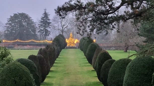 A neatly trimmed garden path flanked by rounded hedges leading to a Christmas tree decorated with yellow lights. The background features bare trees and a foggy atmosphere, enhancing a sense of calmness. Fairy lights are strung along the back perimeter, adding a festive touch.