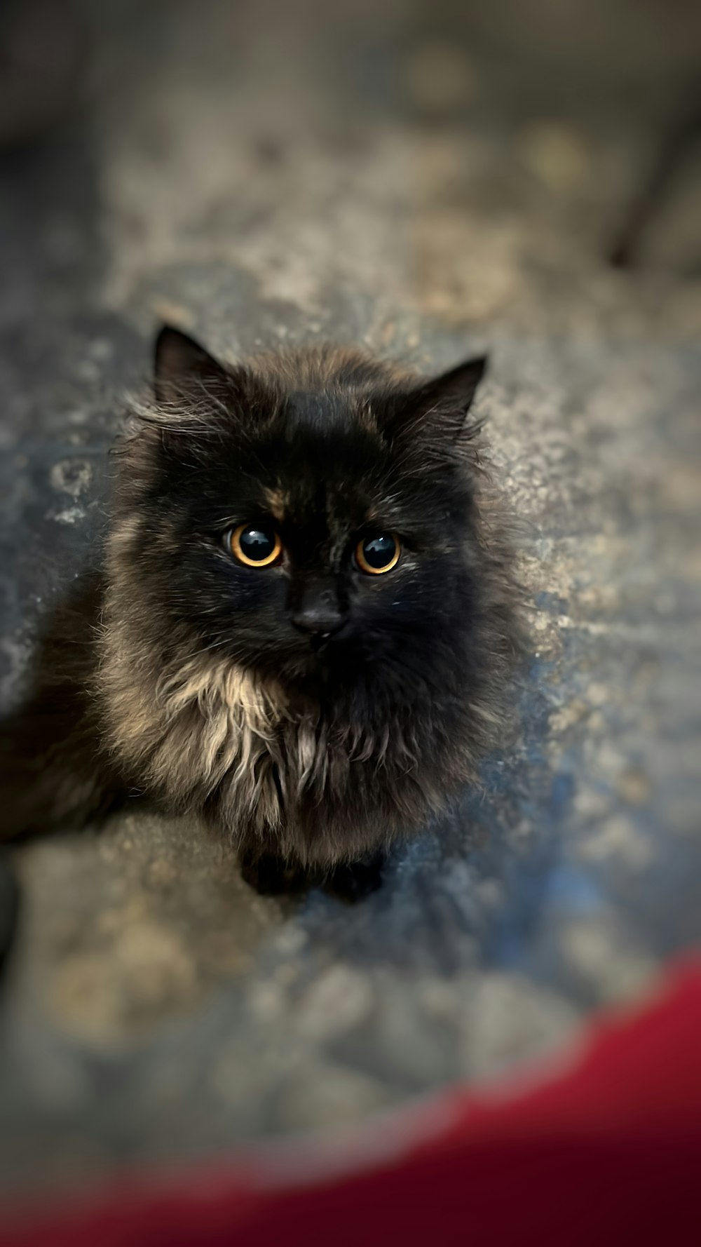 a fluffy black cat sitting on top of a carpet