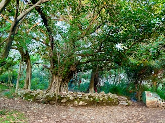 A large, ancient tree with sprawling branches and dense green foliage is the center of the scene. Surrounding the base of the tree is a stone wall formed from irregular, rough stones. The ground is covered with dry leaves and dirt, and in the background, there are stacks of bricks and a set of small steps leading up from the left.