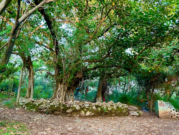 A large, ancient tree with sprawling branches and dense green foliage is the center of the scene. Surrounding the base of the tree is a stone wall formed from irregular, rough stones. The ground is covered with dry leaves and dirt, and in the background, there are stacks of bricks and a set of small steps leading up from the left.