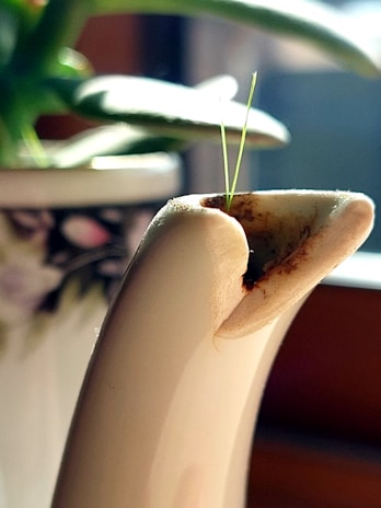A close-up of a broken spout of a white ceramic container, with a small green sprout emerging from the crack. In the background, there is a blurred image of a plant with broad leaves.