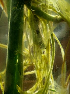 Close-up of golden roots intertwined with medical supplies on a white background.