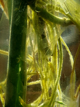 Close-up of golden roots intertwined with medical supplies on a white background.