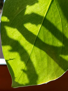 Close-up of a plant leaf with visible nanoparticles enhancing its growth under sunlight.