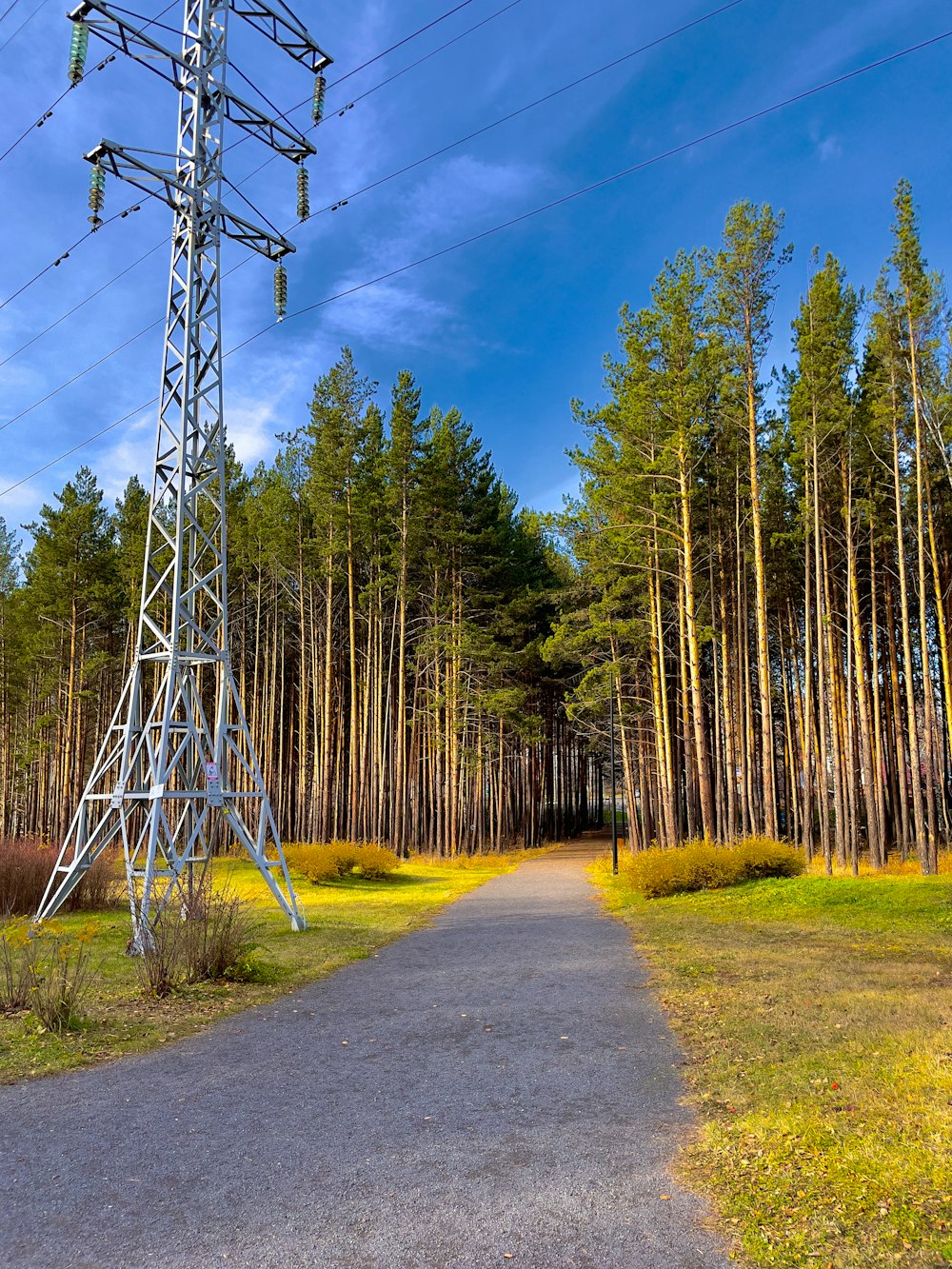 a road in the middle of a forest with power lines above it