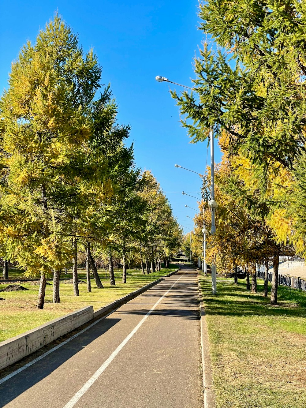 a street lined with lots of trees and grass