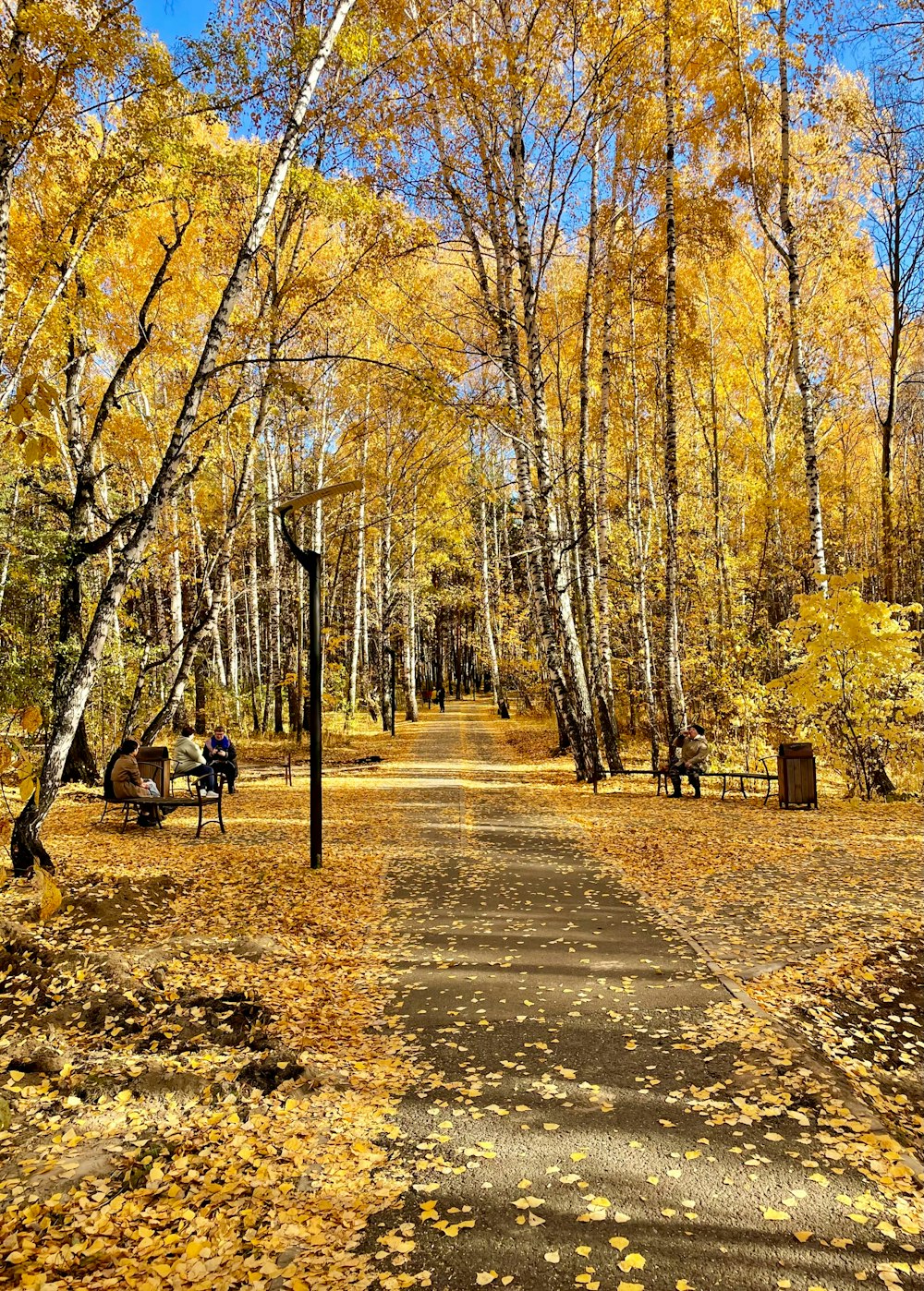 a path through a forest with lots of trees