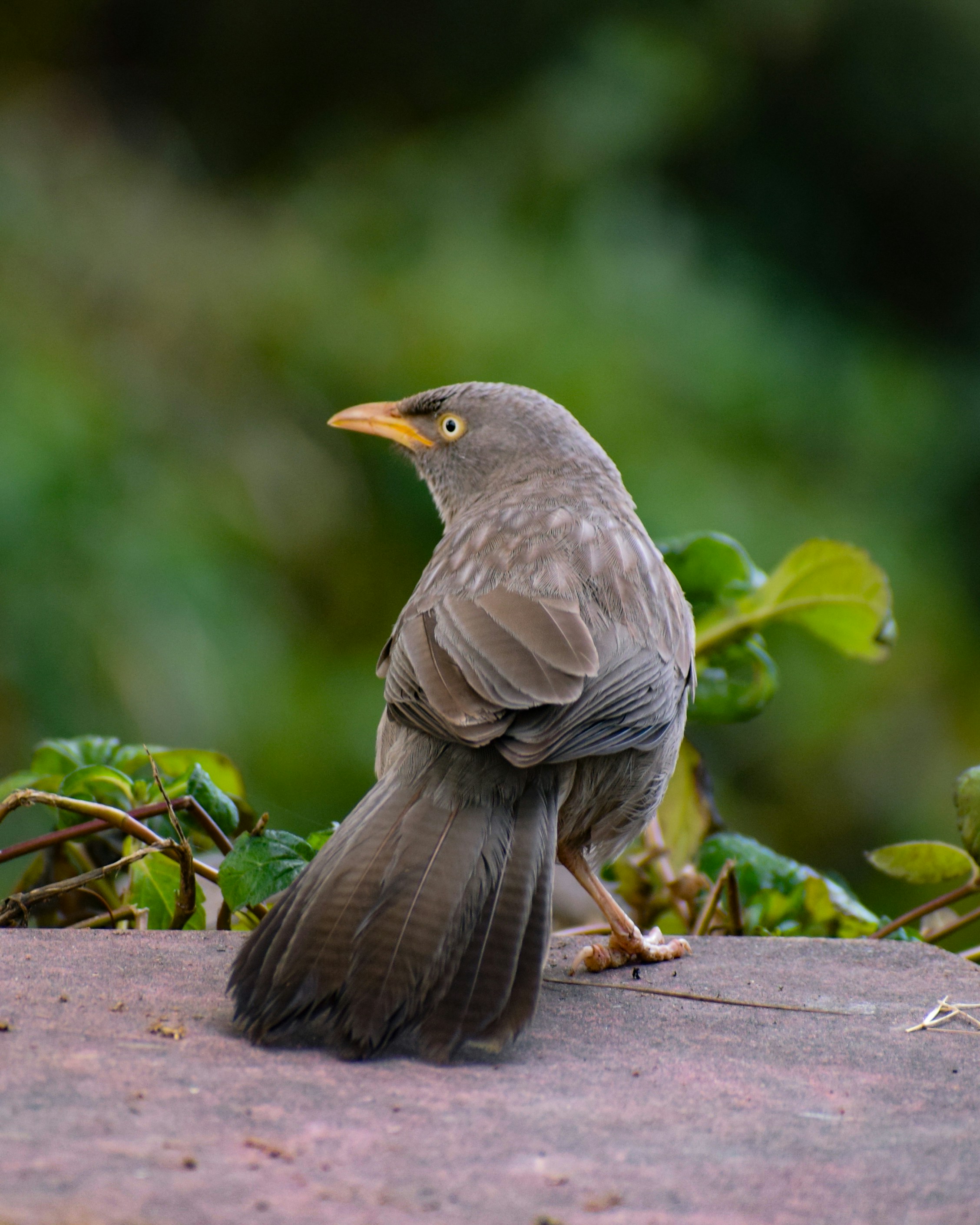 セメント板の上に座る小鳥