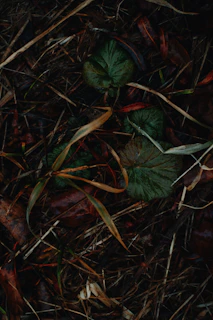 Earthy soil with sprouting tea plants, embodying the earth phase of growth.