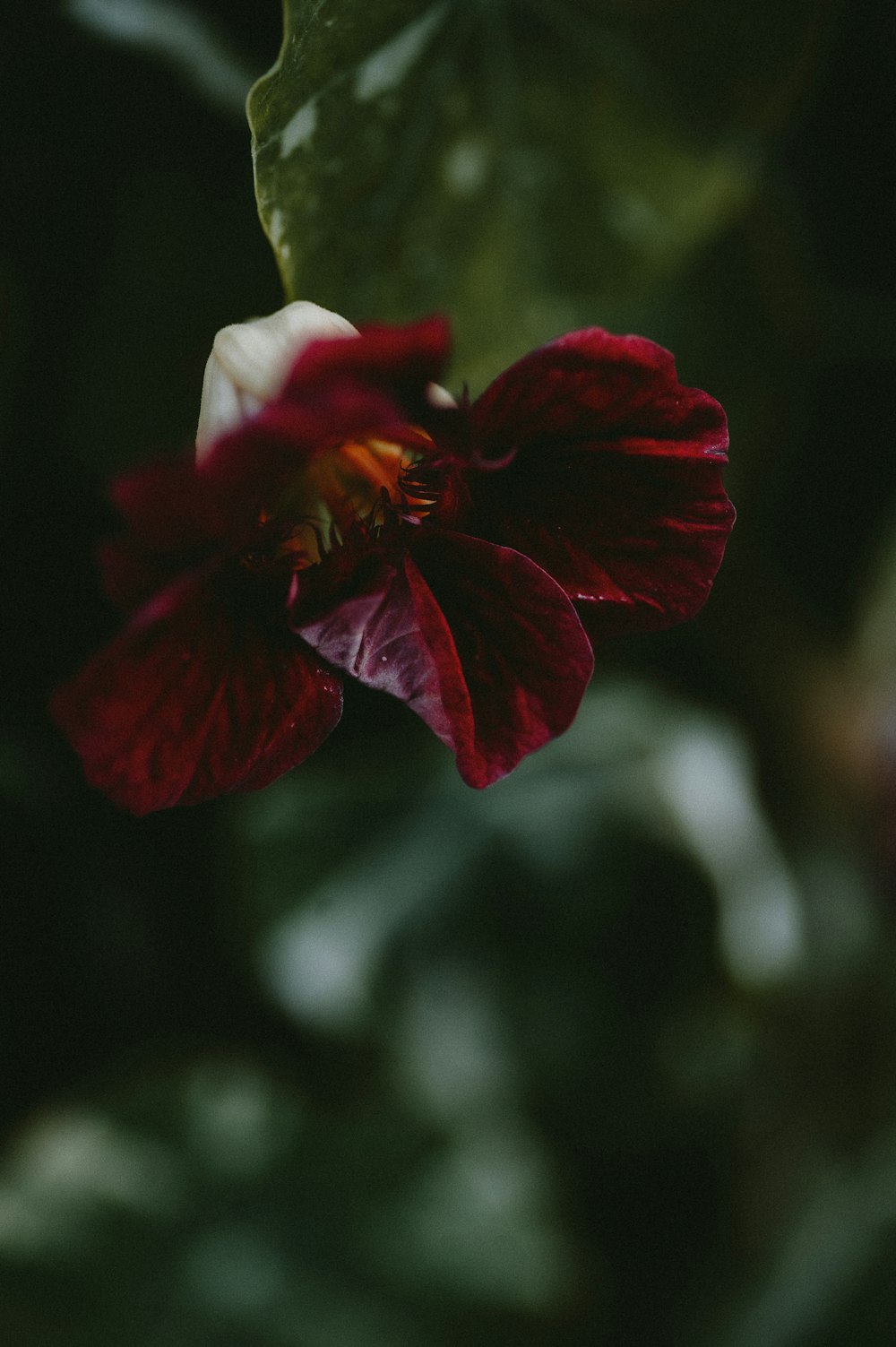 una flor roja con una hoja verde en el fondo