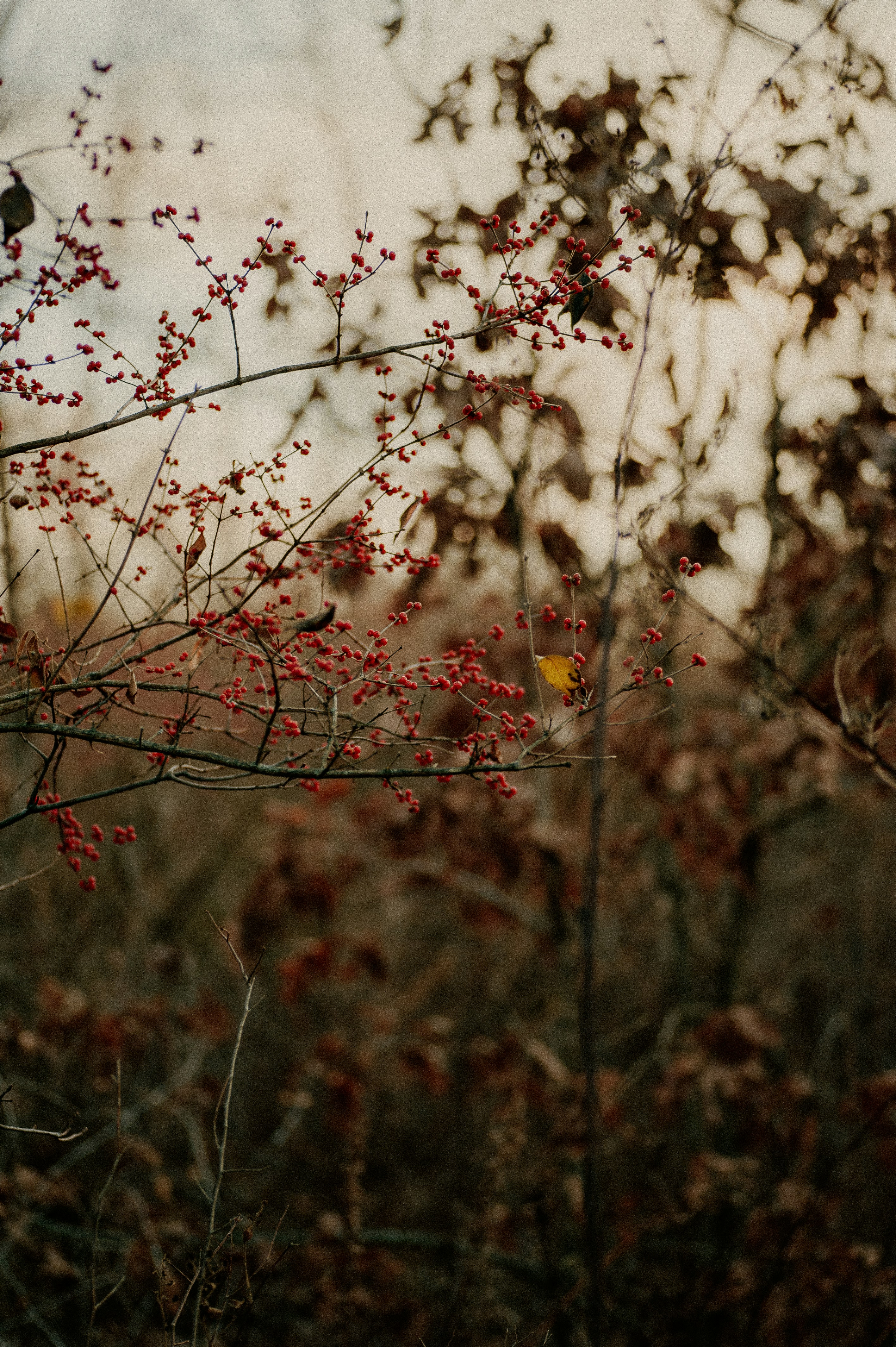 Photo by prairiepilgrim