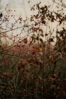 Autumn herbs like mugwort and hawthorn berries shown with warm, earthy tones and ripe fruits.