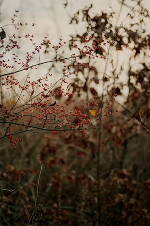 Autumn herbs like mugwort and hawthorn berries shown with warm, earthy tones and ripe fruits.
