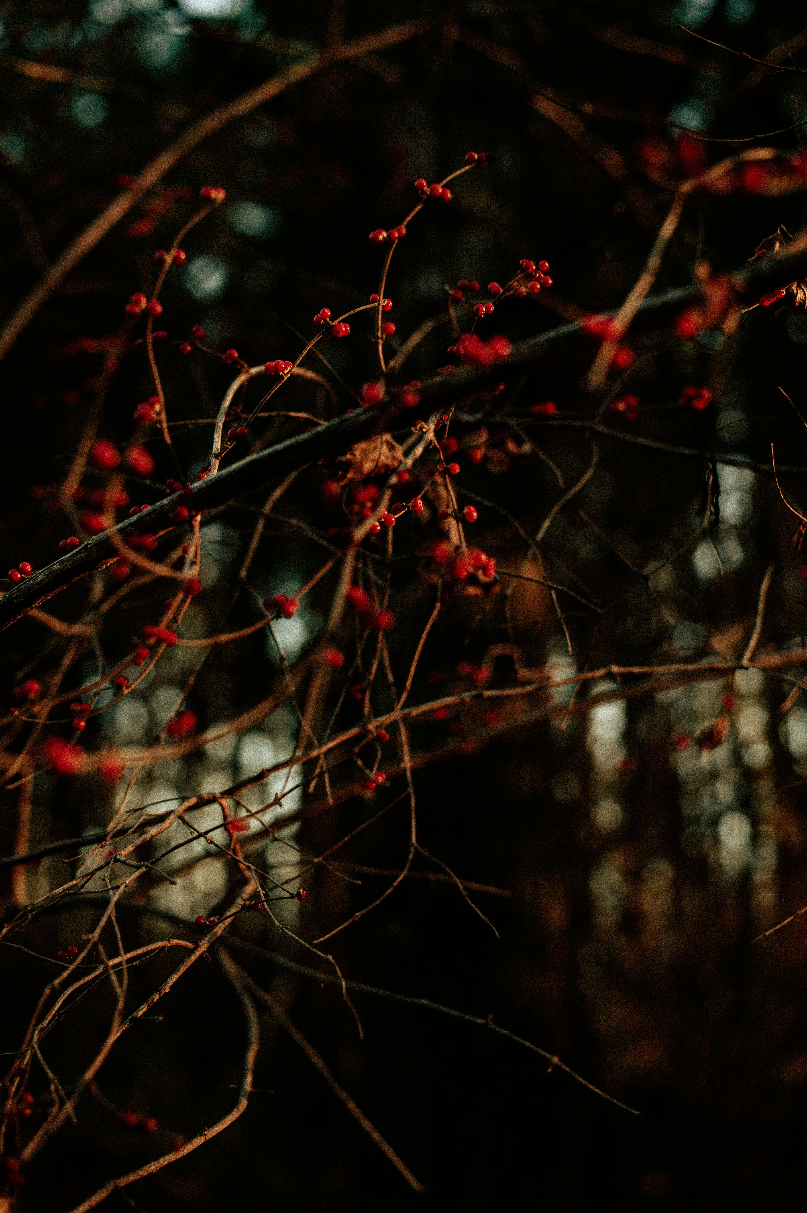 Photo by prairiepilgrim