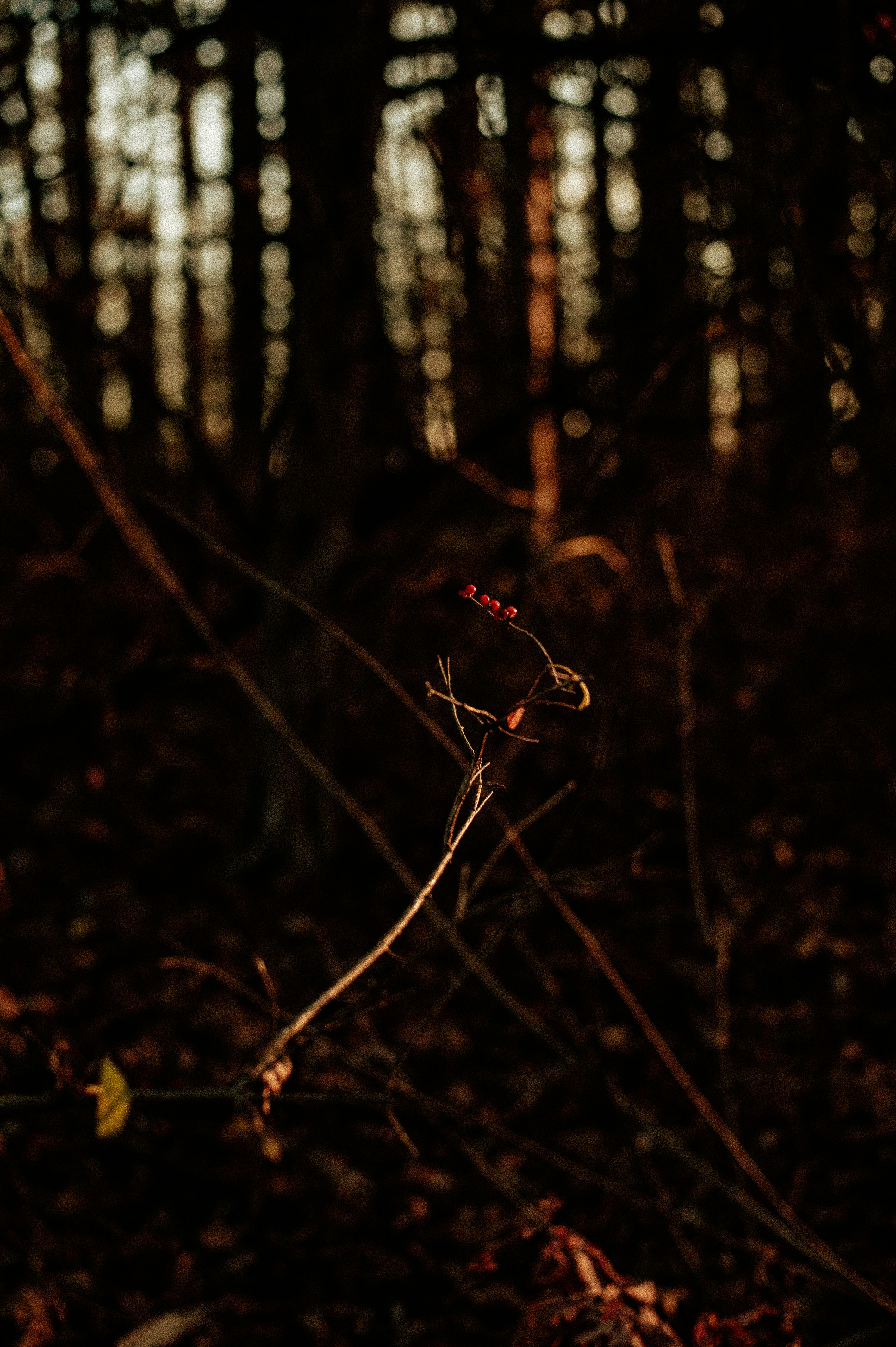 Photo by prairiepilgrim