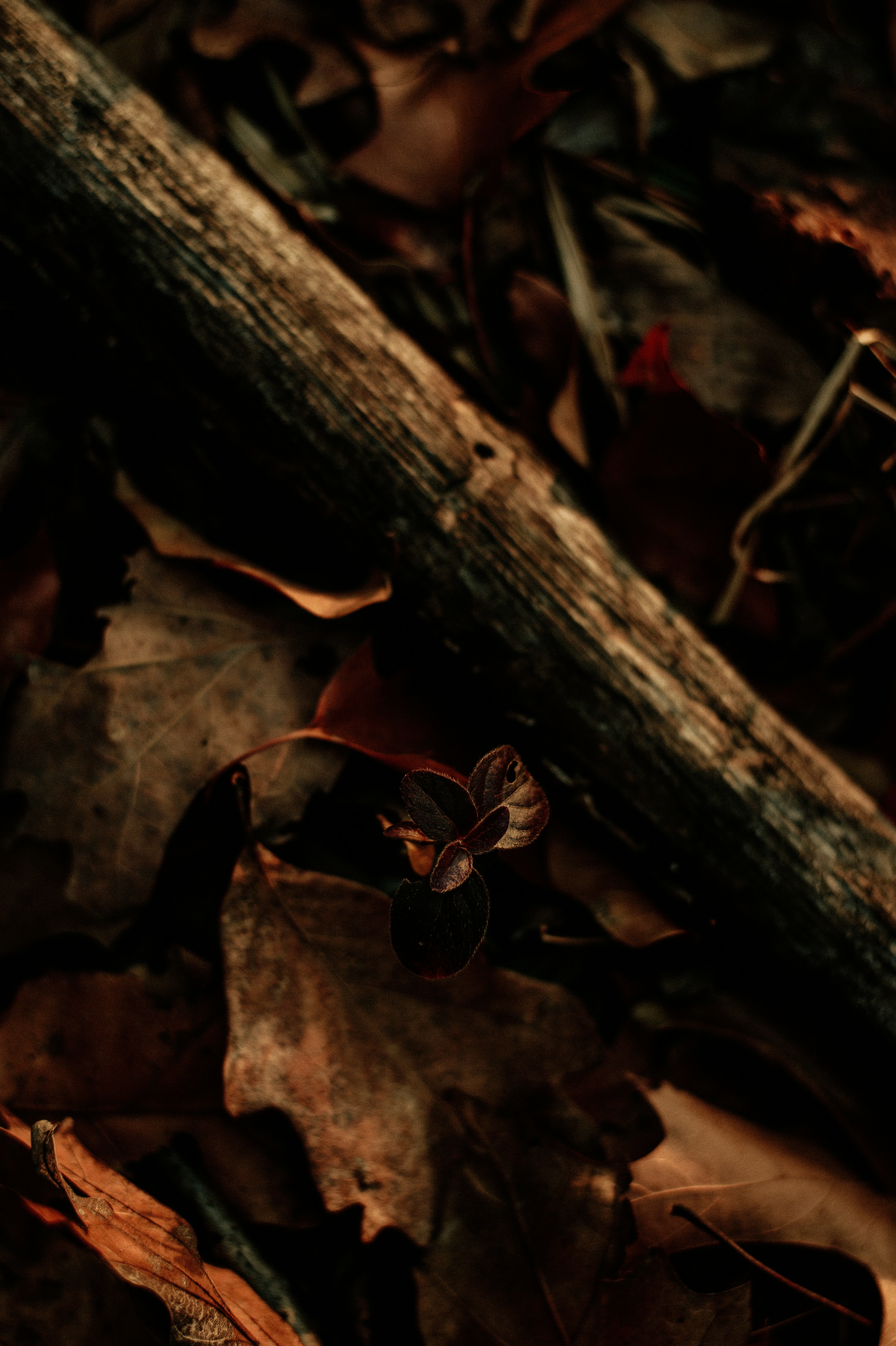 Photo by prairiepilgrim