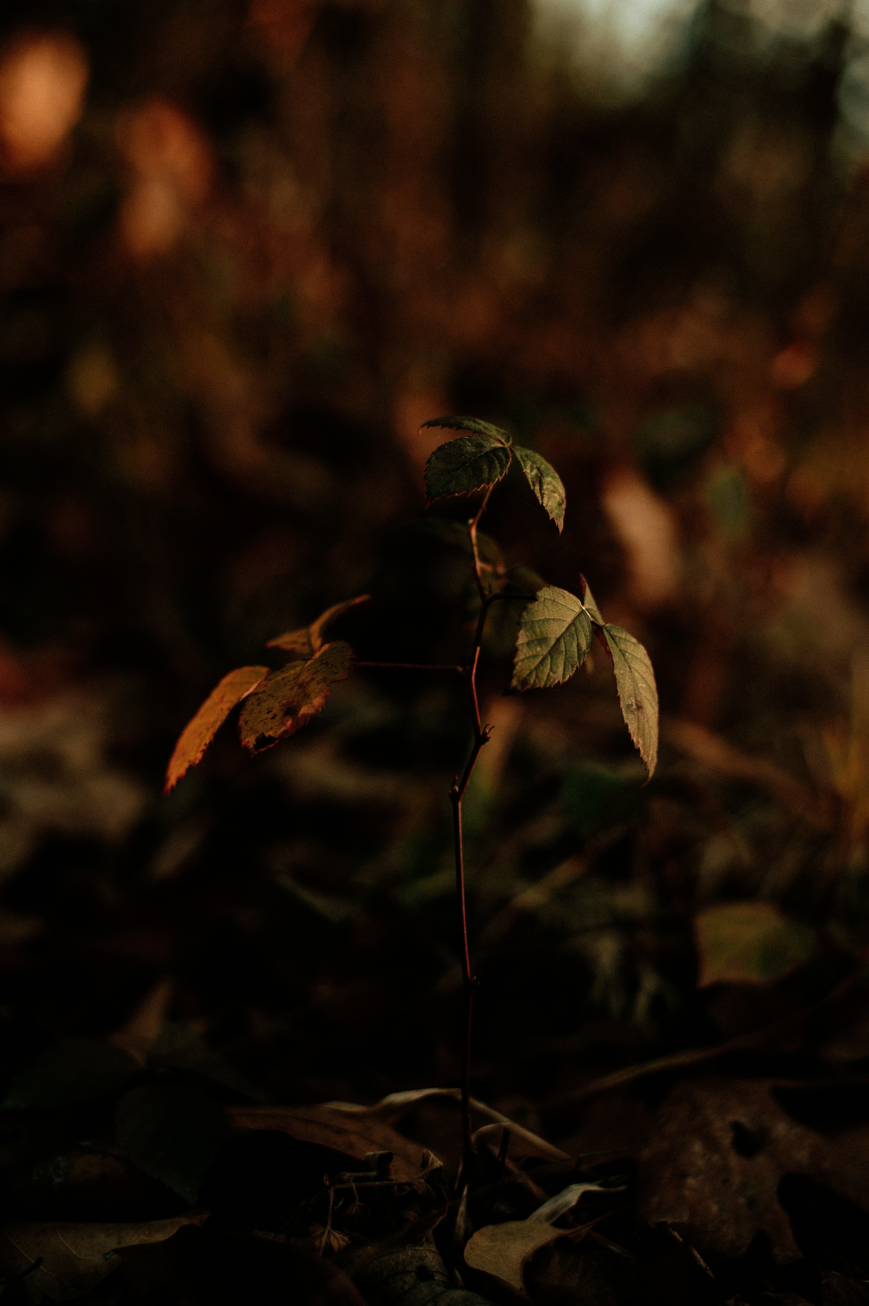 Photo by prairiepilgrim