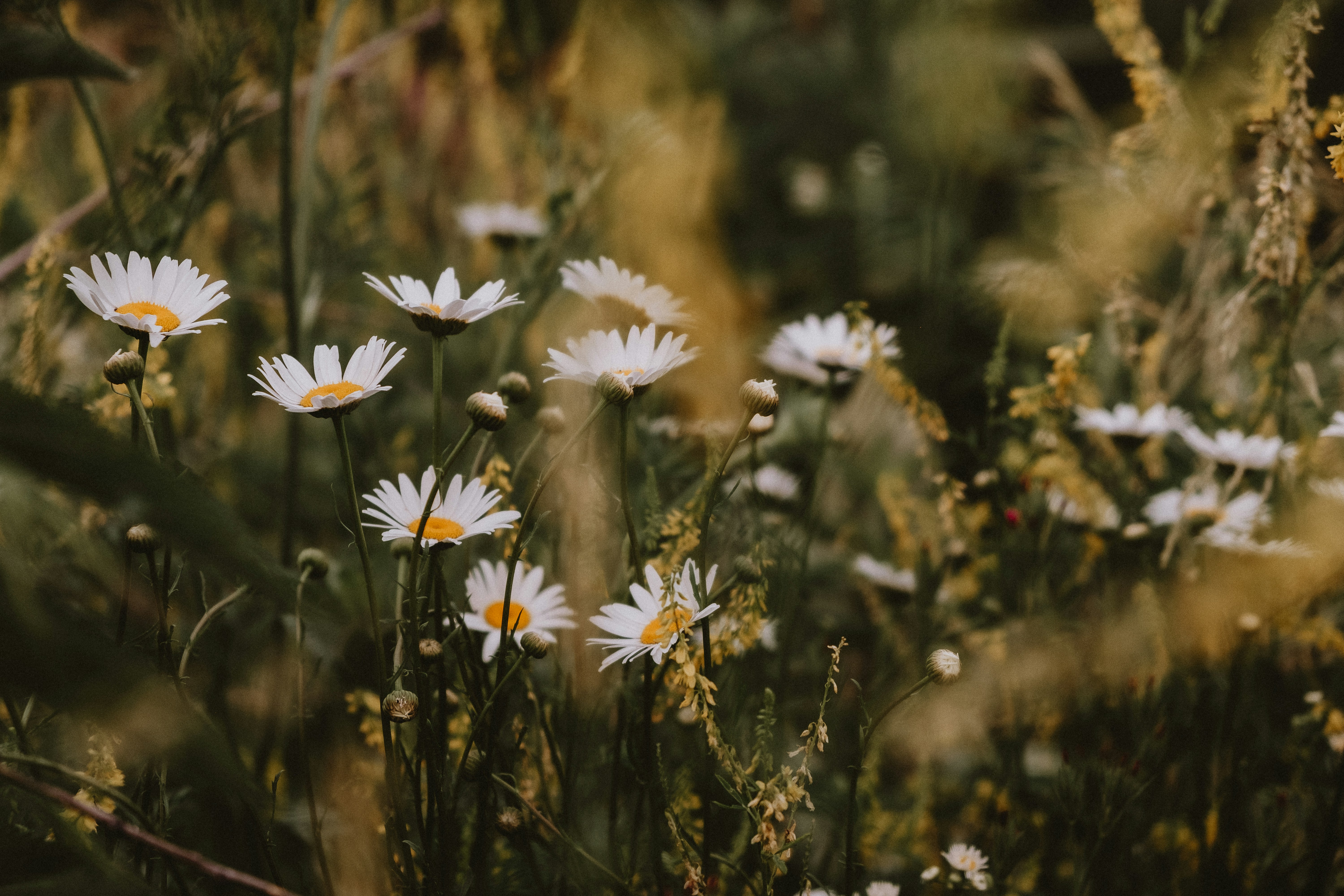 Photo by prairiepilgrim