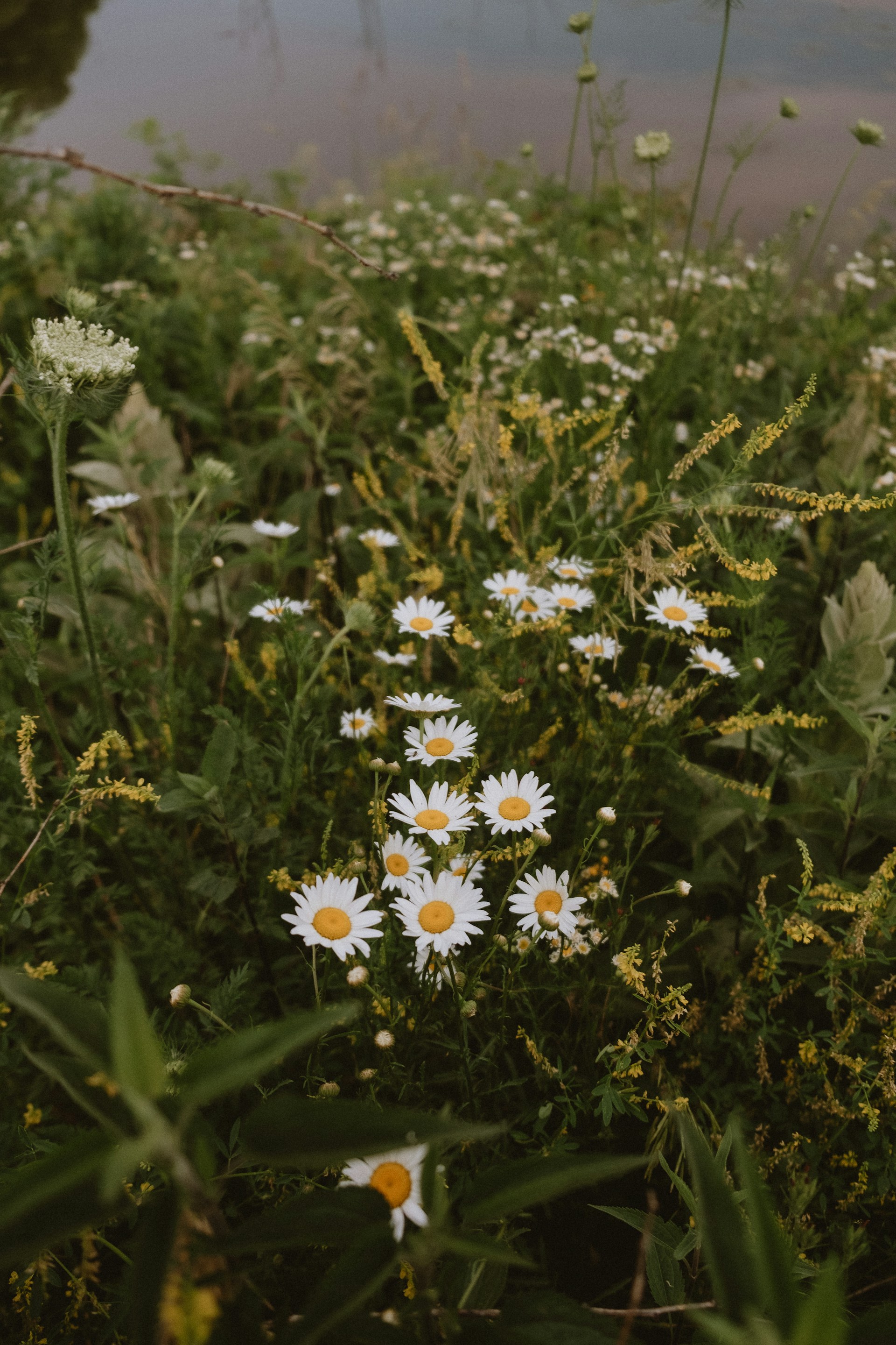 a field full of white flowers next to a body of water