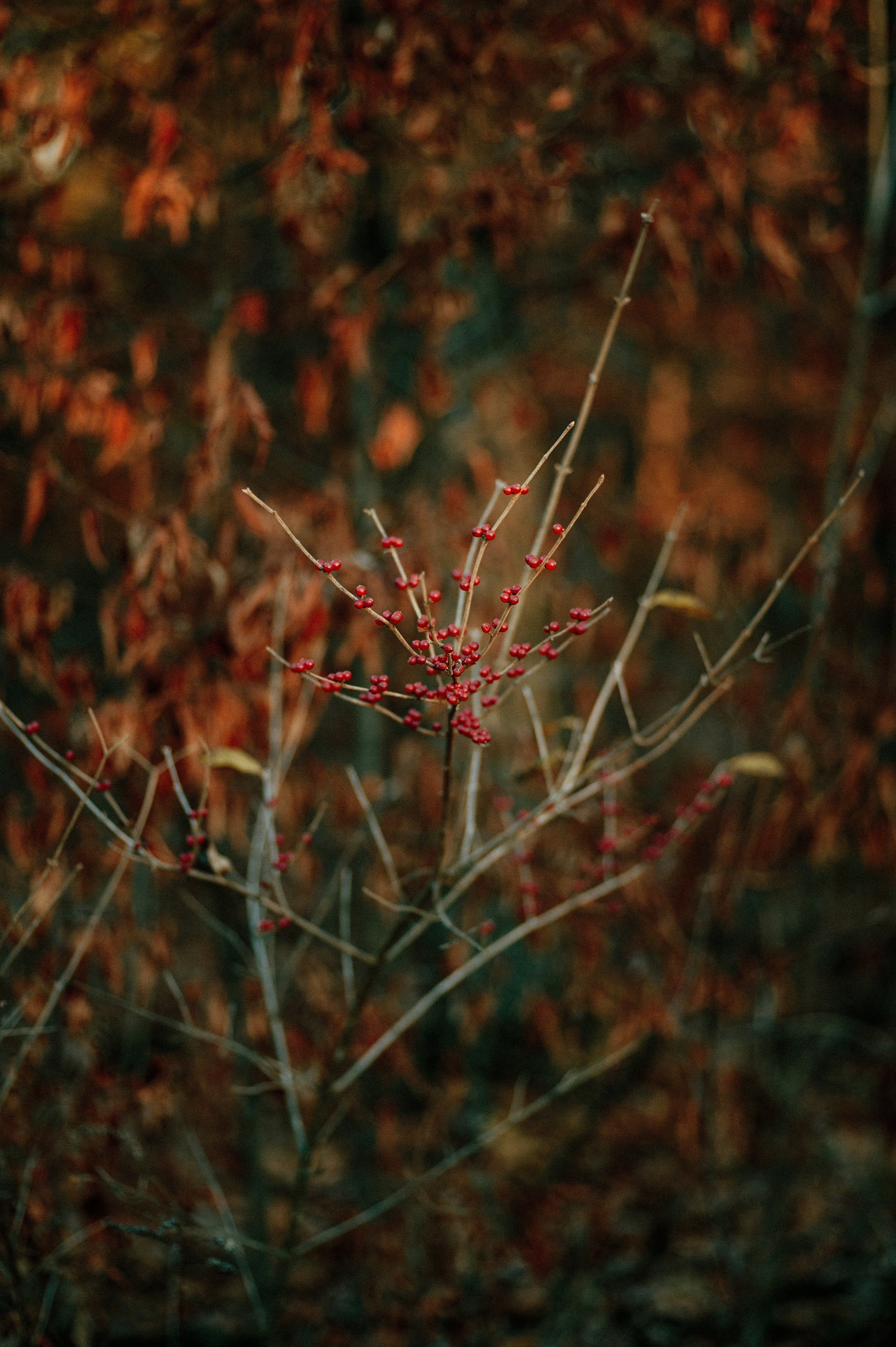 Photo by prairiepilgrim