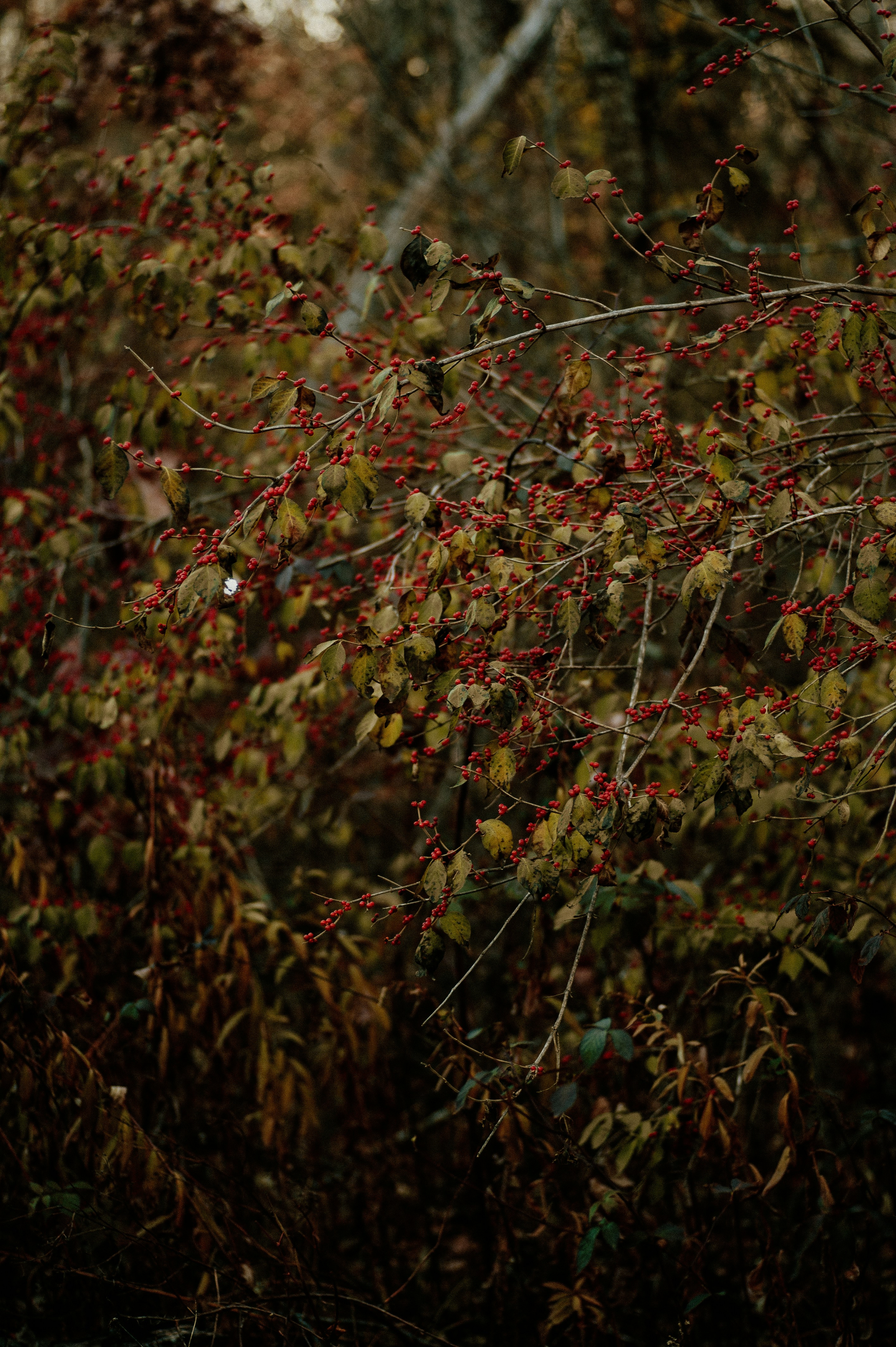 Photo by prairiepilgrim