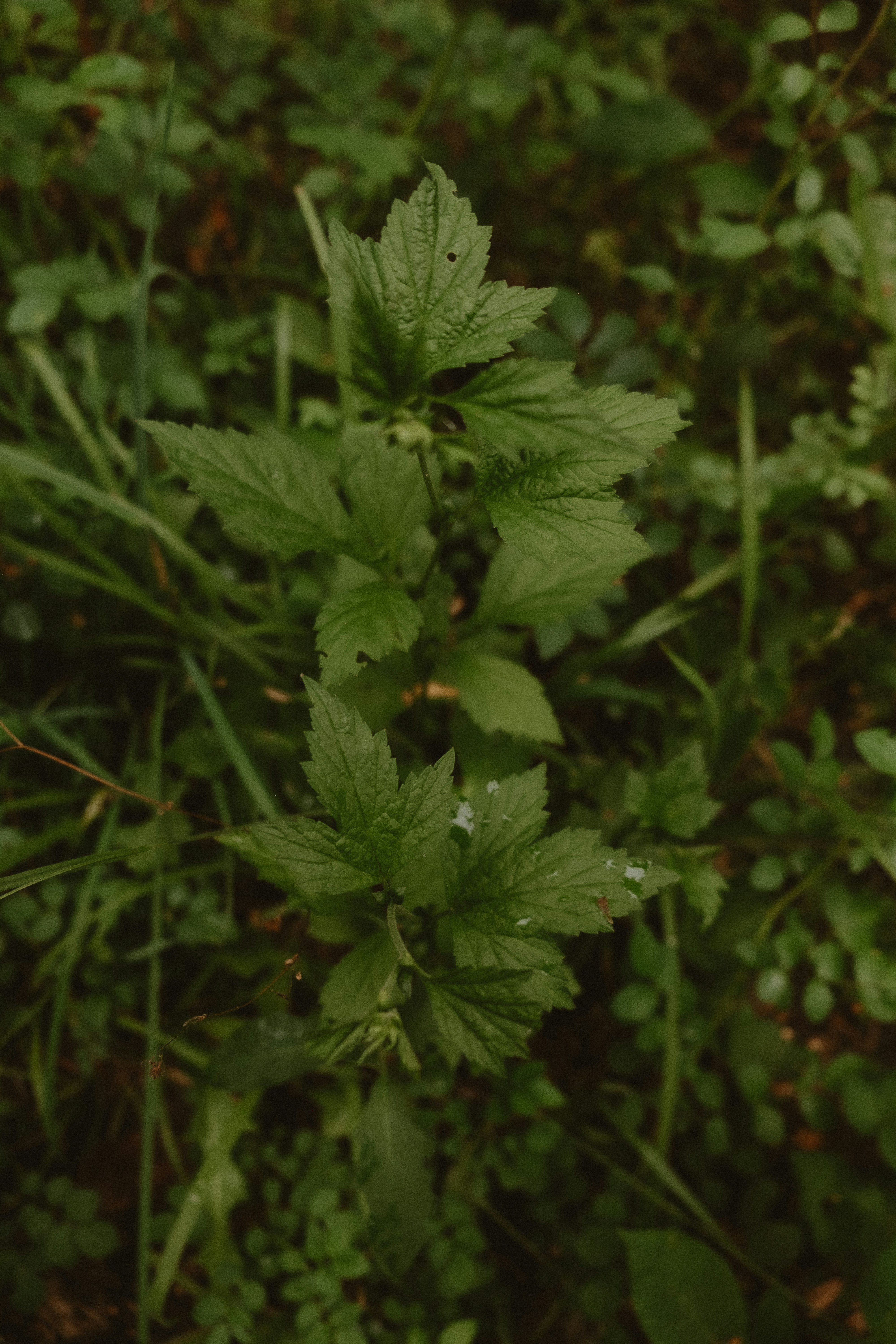 Photo by prairiepilgrim