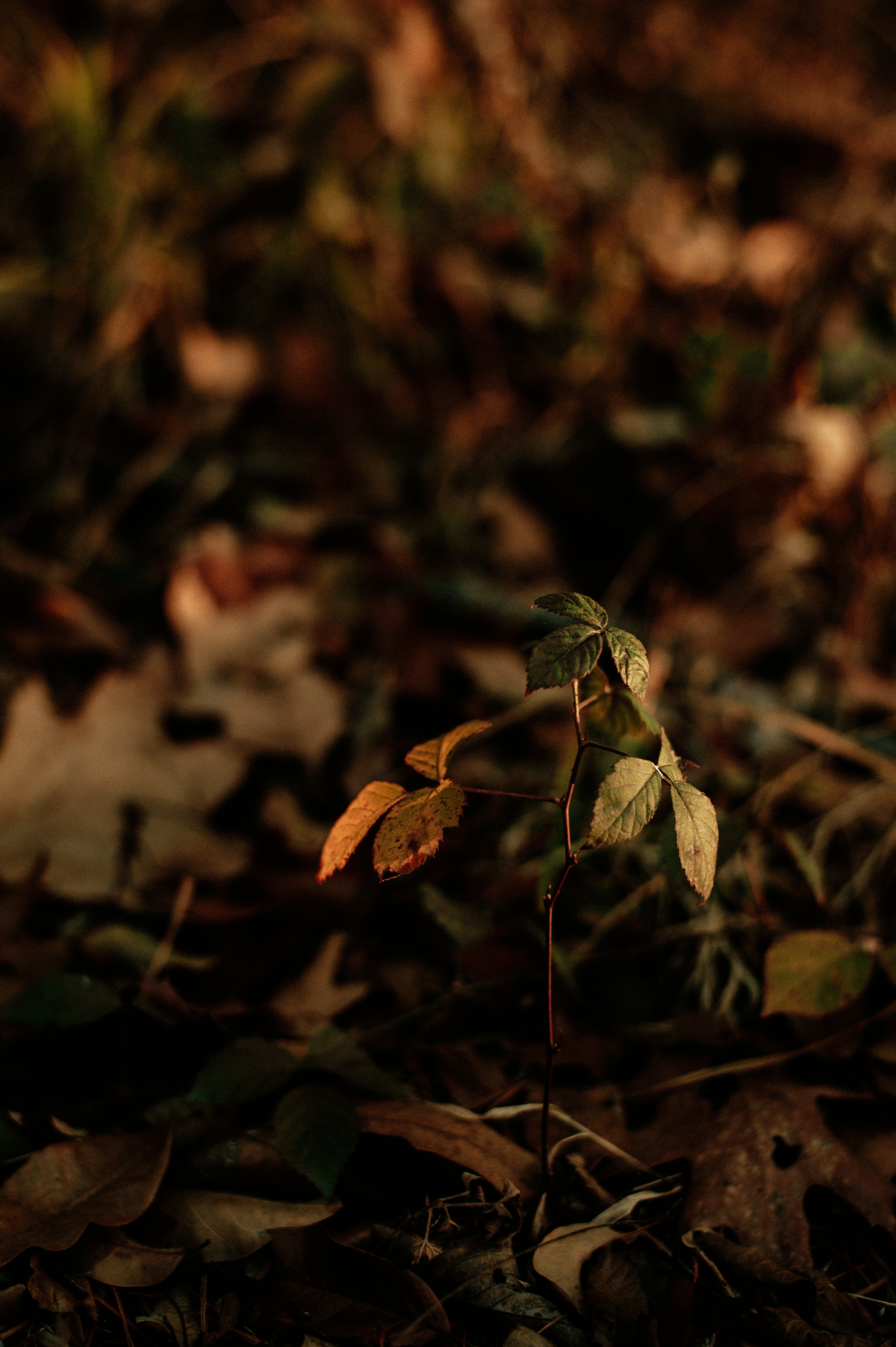 Photo by prairiepilgrim