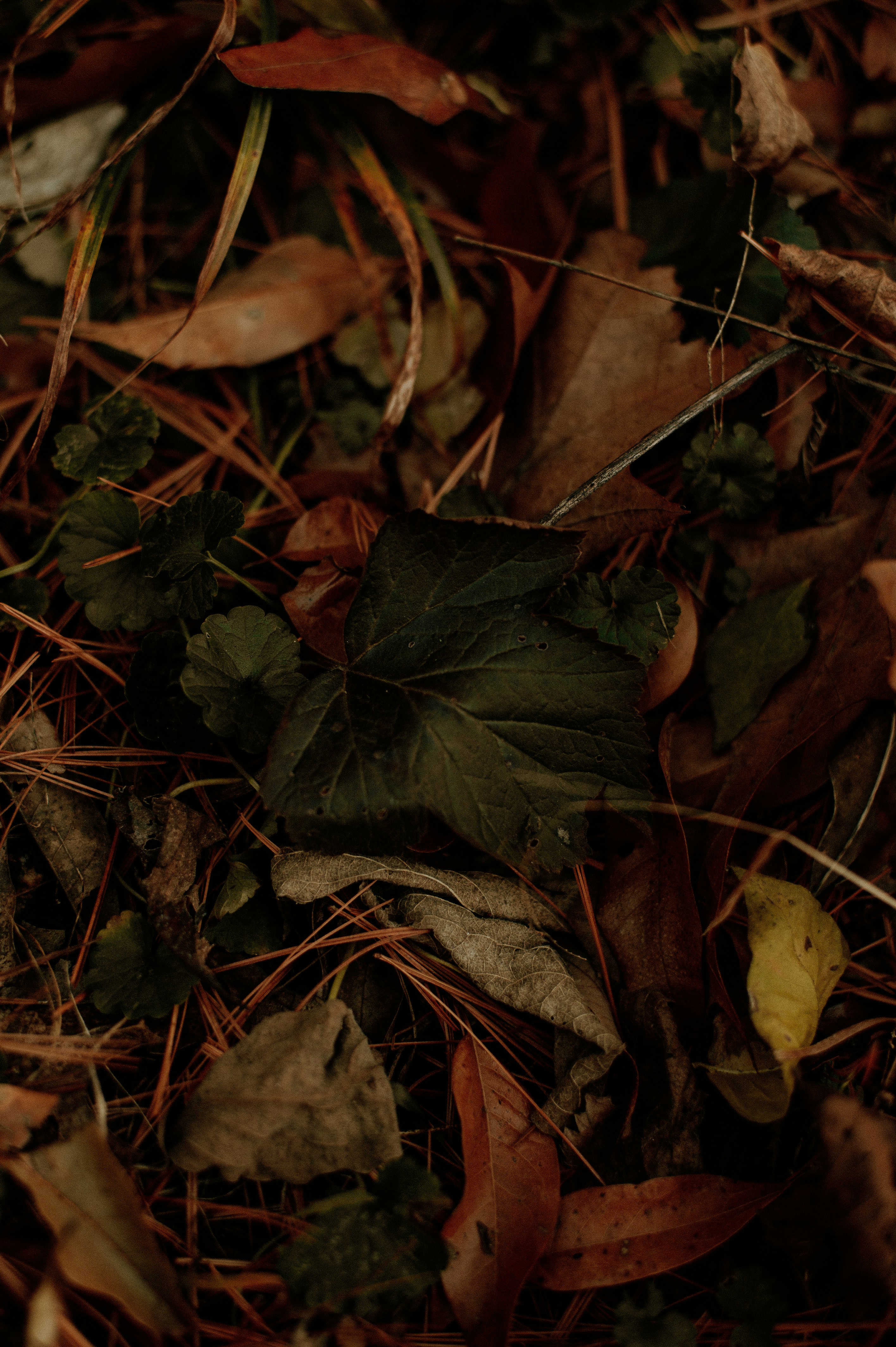 Photo by prairiepilgrim