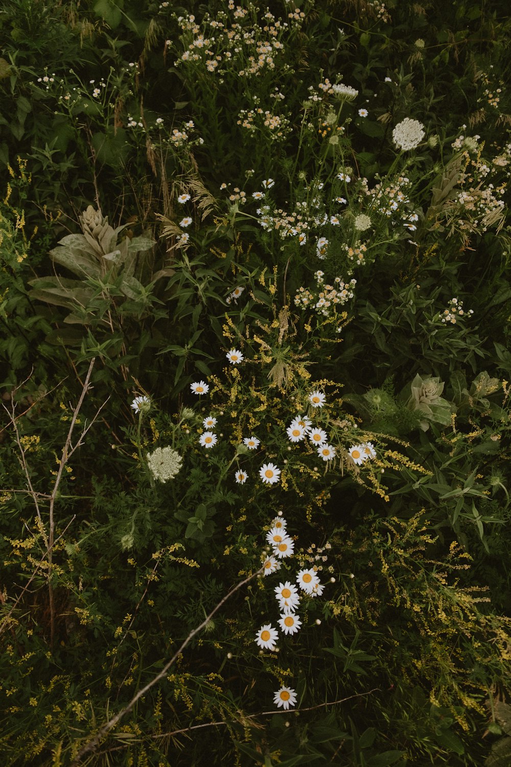 a bunch of wild flowers in a field