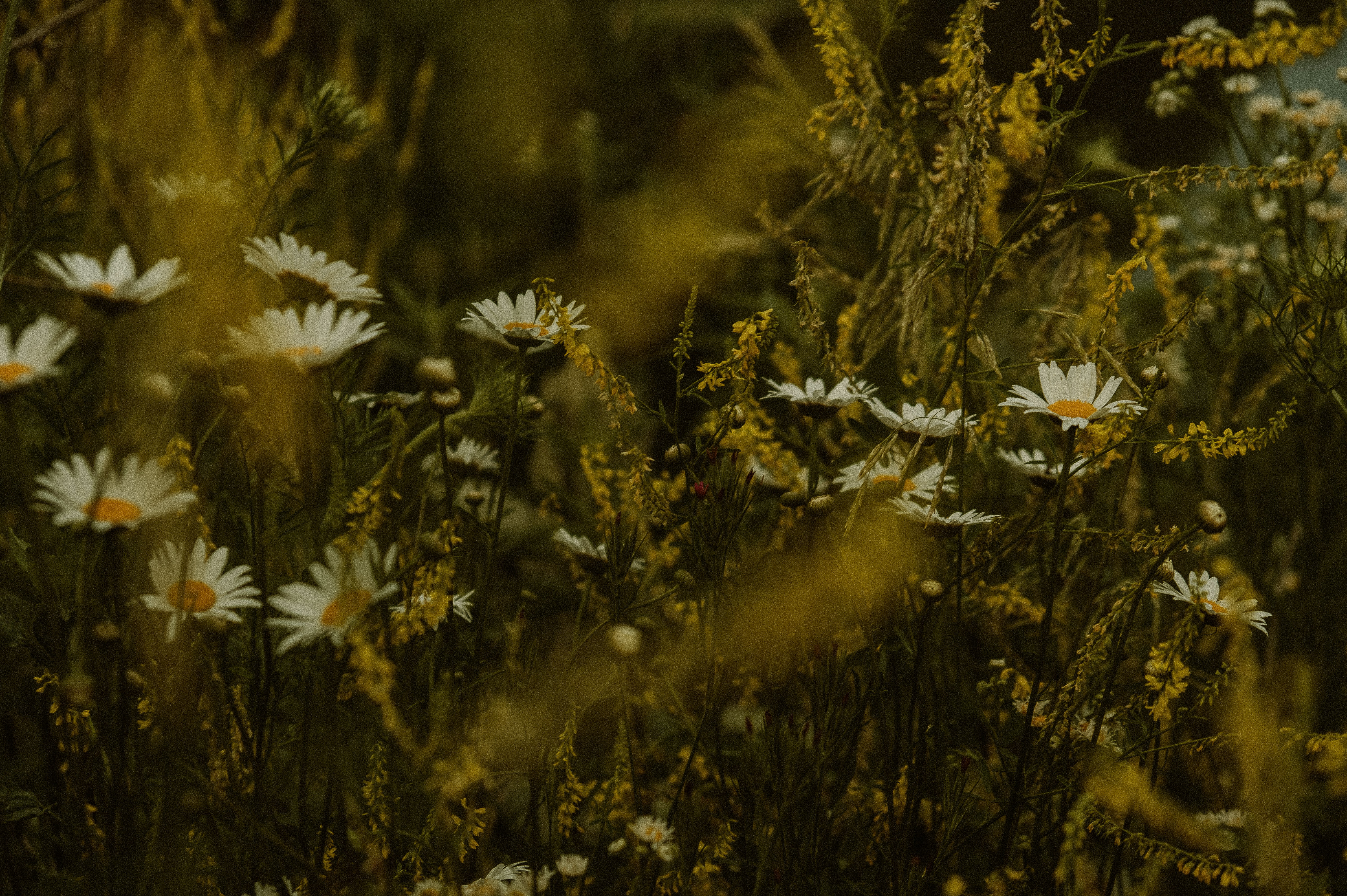 Photo by prairiepilgrim