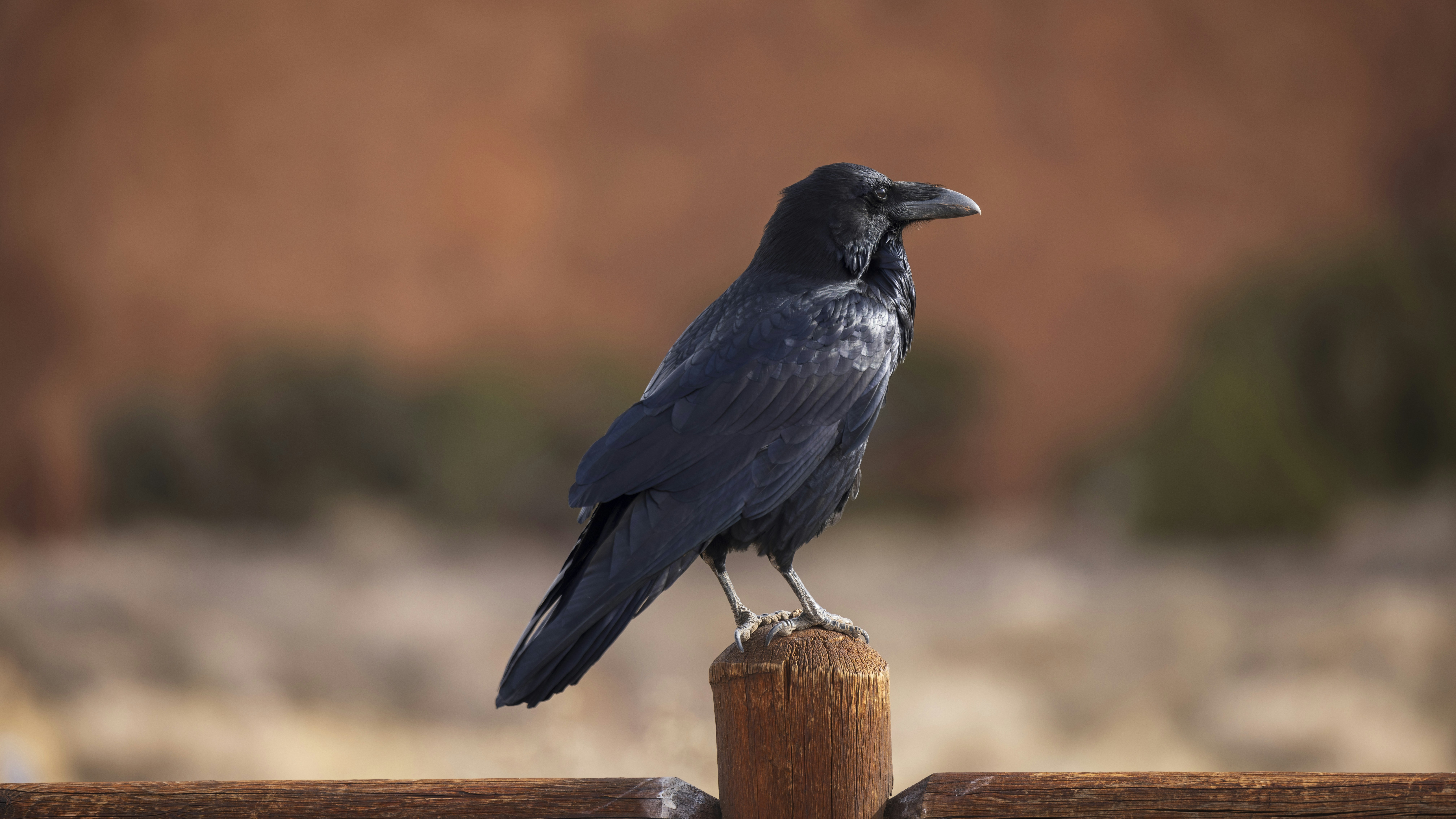 a black bird sitting on top of a wooden post