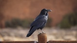 A black raven is perched on a wooden post with a blurred natural background. The bird's glossy feathers glisten in the soft lighting, creating a striking contrast against the neutral tones of the surroundings.