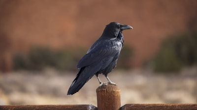 A black raven is perched on a wooden post with a blurred natural background. The bird's glossy feathers glisten in the soft lighting, creating a striking contrast against the neutral tones of the surroundings.