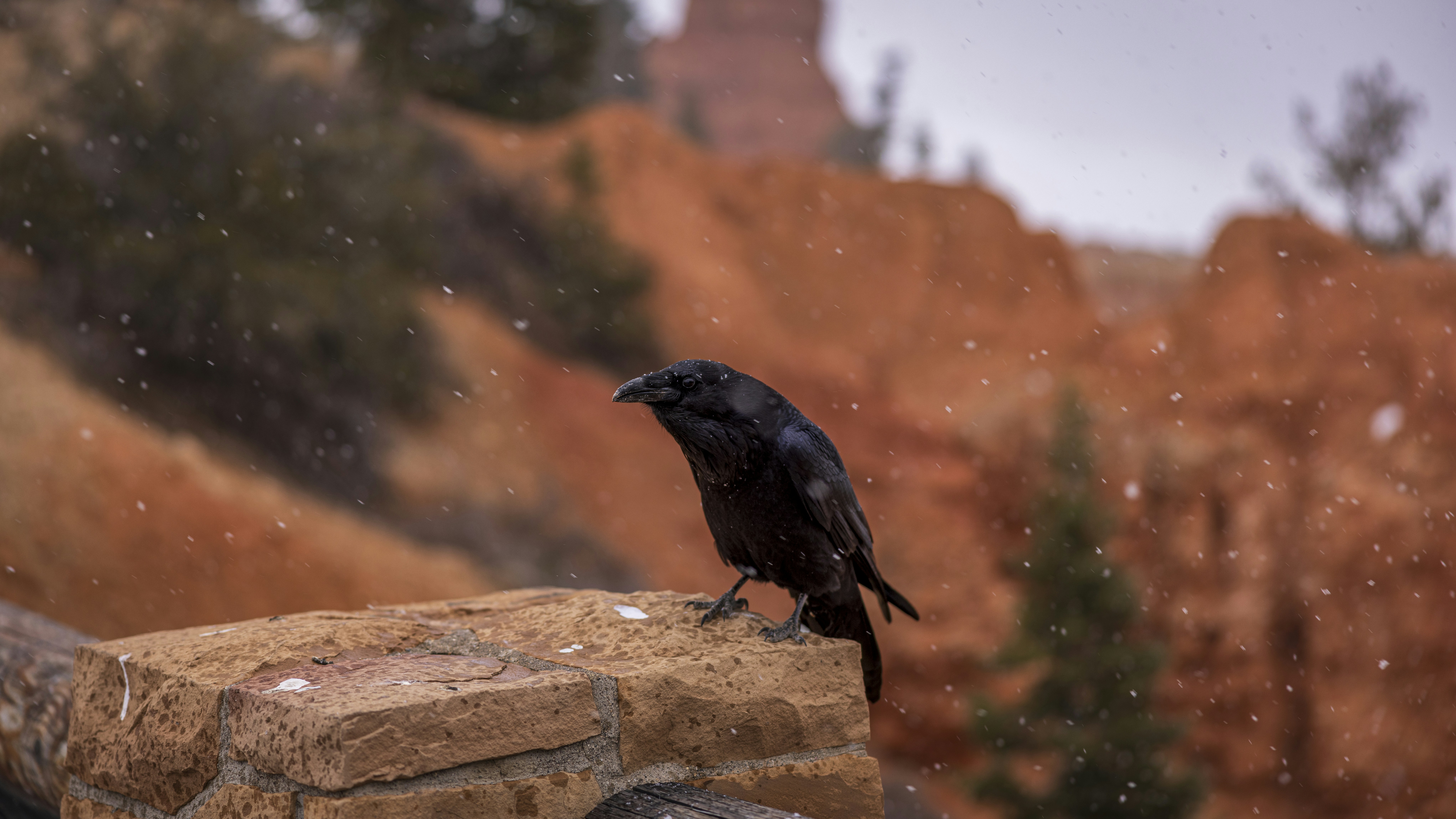 a black bird sitting on top of a brick wall