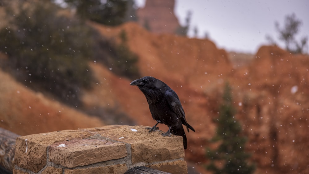 a black bird sitting on top of a brick wall