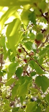 Close-up of freshly pruned fruit trees with green leaves and small fruits.