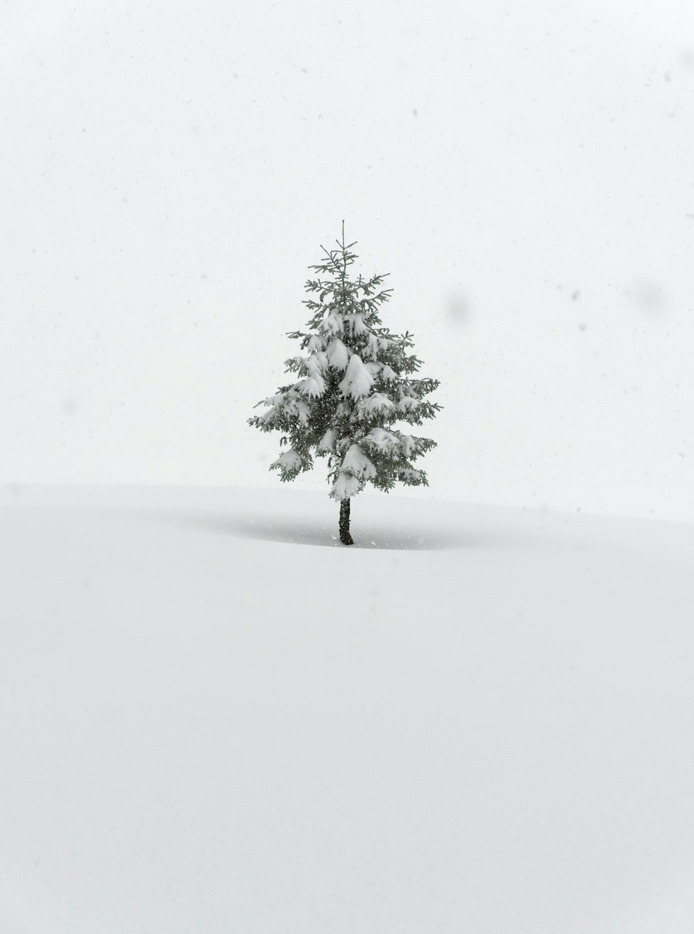 un pino solitario en un campo nevado