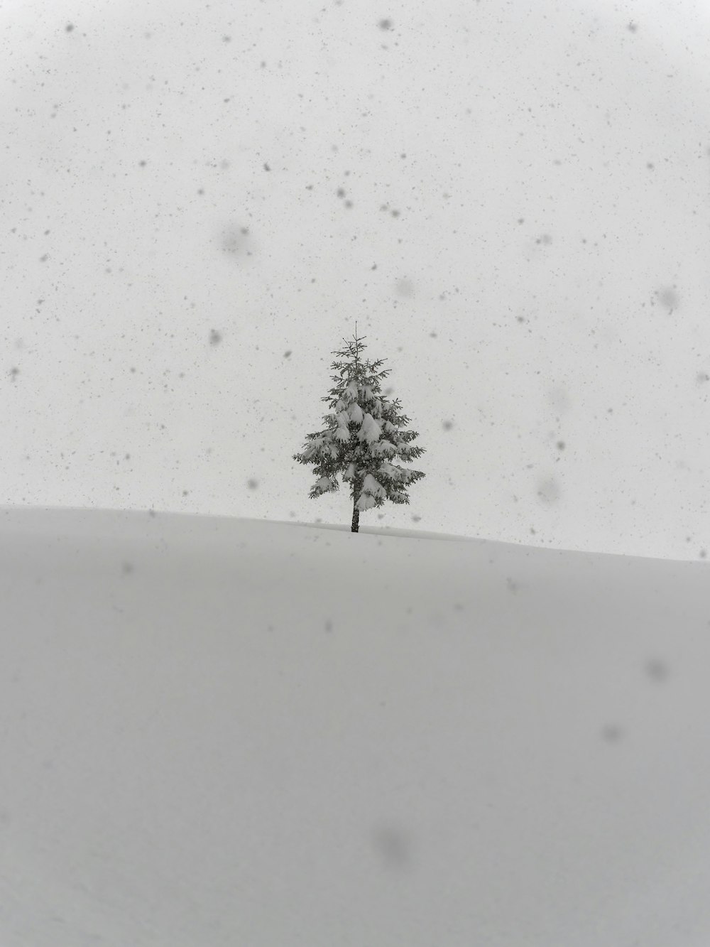 ein einsamer Baum mitten auf einem verschneiten Feld